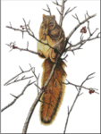 (image for) Eastern Fox Squirrel
